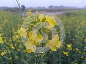 Beautiful yellow colour flower in farmer's field