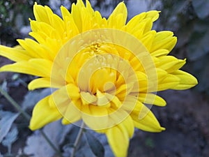 Beautiful yellow colour flower in farmer's field
