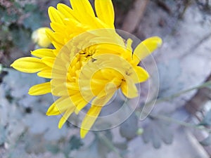 Beautiful yellow colour flower in farmer's field