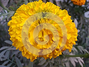 Beautiful yellow colour flower in farmer's field