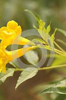 Beautiful yellow colour flower and green leaves