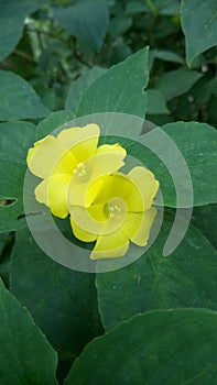 This is beautiful yellow colour flowers in the tree