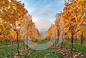 Beautiful yellow coloured leaves in autumn vineyard