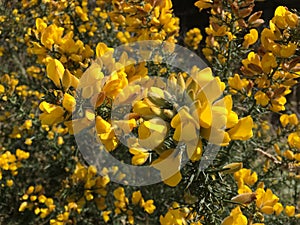 Beautiful yellow Common Gorse Flowers