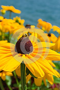 Beautiful yellow Coneflower Echinacea Paradoxa.Floral background. Spring or Summer