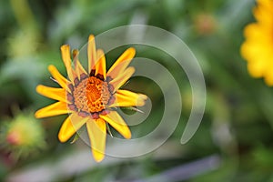 Beautiful Yellow coreopsis tinctoria flower