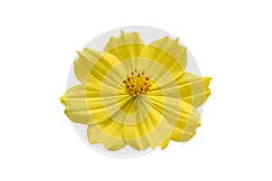 Beautiful yellow cosmos flower Coreopsideae Isolated on white