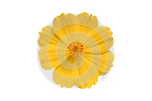 Beautiful yellow cosmos flower Coreopsideae Isolated on white
