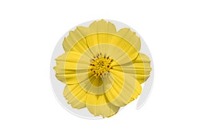 Beautiful yellow cosmos flower Coreopsideae Isolated on white