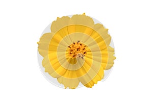 Beautiful yellow cosmos flower Coreopsideae Isolated on white background