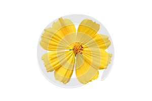 Beautiful yellow cosmos flower Coreopsideae Isolated on white background