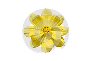 Beautiful yellow cosmos flower Coreopsideae Isolated on white background