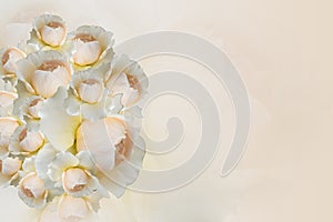 beautiful yellow and cream roses overlapping on blur yellow and cream rose flower background, nature, banner, template, card,