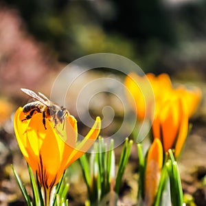 Beautiful yellow crocus flowers with bee in spring garden