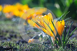 Beautiful yellow crocus flowers are blooming in a flower garden