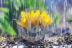 Beautiful yellow crocus flowers in spring rain