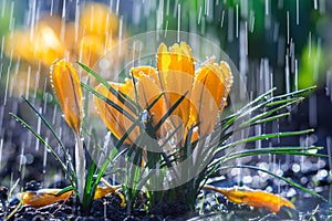 Beautiful yellow crocus flowers in spring rain