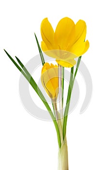 Beautiful yellow crocus on a white background - fresh spring flowers. selective focus