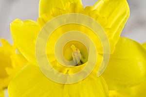 Beautiful yellow daffodil close-up, macro