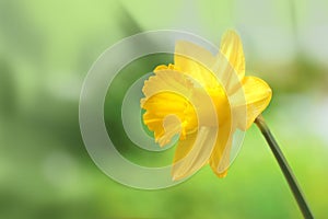 Beautiful yellow daffodil head at blurred green background