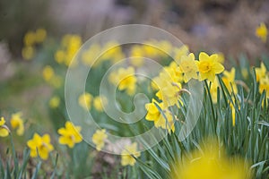 Beautiful yellow daffodills blooming in the spring garden