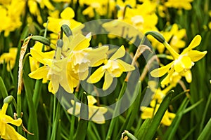 Beautiful yellow daffodils