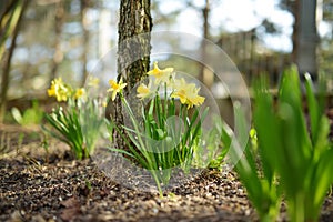 Beautiful yellow daffodils blossoming on spring day