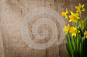 Beautiful yellow daffodils
