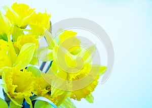 Beautiful Yellow Daffodils With Copyspace