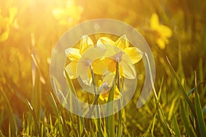 Beautiful yellow daffodils