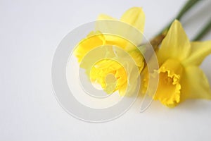 Beautiful yellow daffodils flower isolated on white background. Top view. Spring flowers. Gift cards design idea