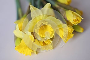 Beautiful yellow daffodils flower isolated on white background. Top view. Spring flowers. Gift cards design idea