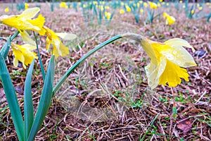 Beautiful yellow daffodils Narcissus