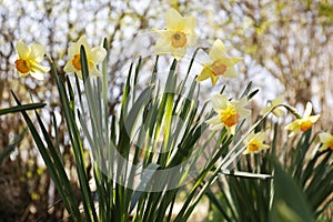 Beautiful yellow daffodils outdoors on spring day