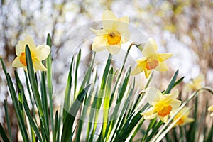 Beautiful yellow daffodils outdoors on spring day, closeup