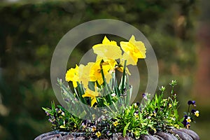 Beautiful yellow daffodils in a planter.