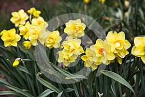 beautiful yellow daffodils in spring time