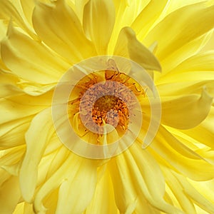 Beautiful yellow dahlia flower, closeup view