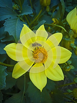 Beautiful yellow dahlia flower grows in the garden. Autumn flower. Gardening. Bouquet of flowers.