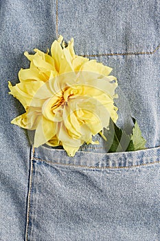 Beautiful yellow Dahlia flower in jeans pocket. view from top, flat lay, vertical frame
