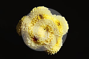 Beautiful yellow dahlia flowers on black background