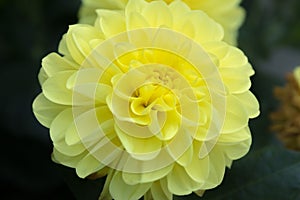 Beautiful yellow dahlia Gallery Serenade flower in summer garden