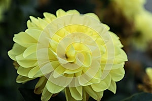 Beautiful yellow dahlia Gallery Serenade flower in summer garden