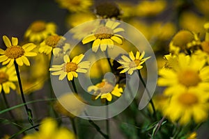 Beautiful yellow daisies in a field, close up, macro photography