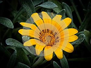 Beautiful yellow daisy as a macro shot