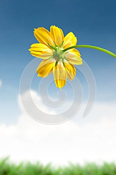 Beautiful yellow daisy flower