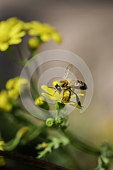 Beautiful yellow daisy flower on a blured background with a honey bee, close up