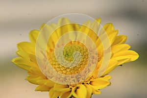 Beautiful yellow daisy flower close up,macro photography