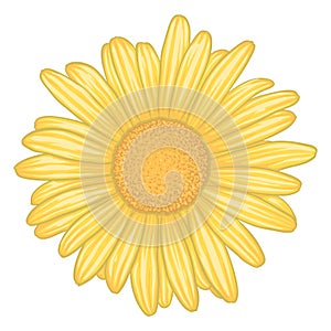 Beautiful yellow daisy flower with effect watercolor isolated on white background.