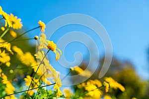 beautiful yellow daisy flowers